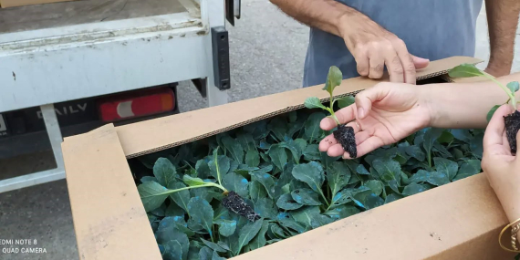 Aydın’da üreticilere 299 bin 600 karnabahar fidesi dağıtıldı..