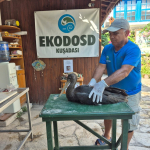 NADİR GÖRÜLEN KARALEYLEK SAZLI'DA YARALI HALDE BULUNDU