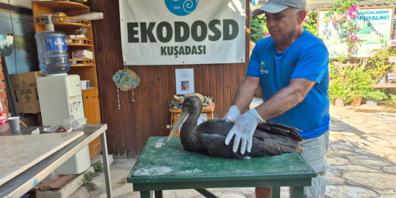 Nadir görülen karaleylek Sazlı’da yaralı halde bulundu..