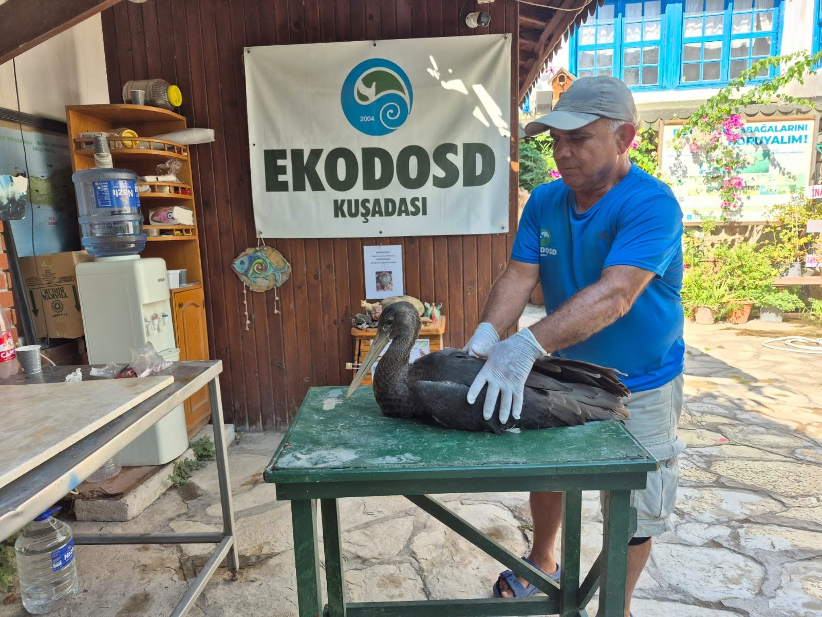 NADİR GÖRÜLEN KARALEYLEK SAZLI'DA YARALI HALDE BULUNDU