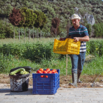 ADABAHÇE'DE YAZ HASADI SÜRÜYOR
