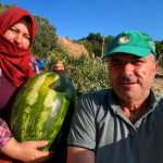 AYDIN'DA 550 RAKIMDA KARPUZ VE BALKABAĞI YETİŞTİRİYORLAR