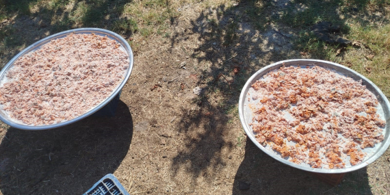 Köşk Başçayır’da geleneksel kışlık tarhana hazırlıkları başladı..