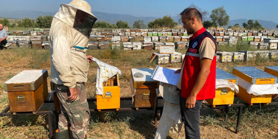 Nazilli’de arılı kovan tespit çalışmaları sürüyor..