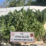 EFELER'DE İKAMETTE 250 KÖK KENEVİR ELE GEÇİRİLDİ
