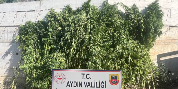 Efeler’de ikamette 250 kök kenevir ele geçirildi..