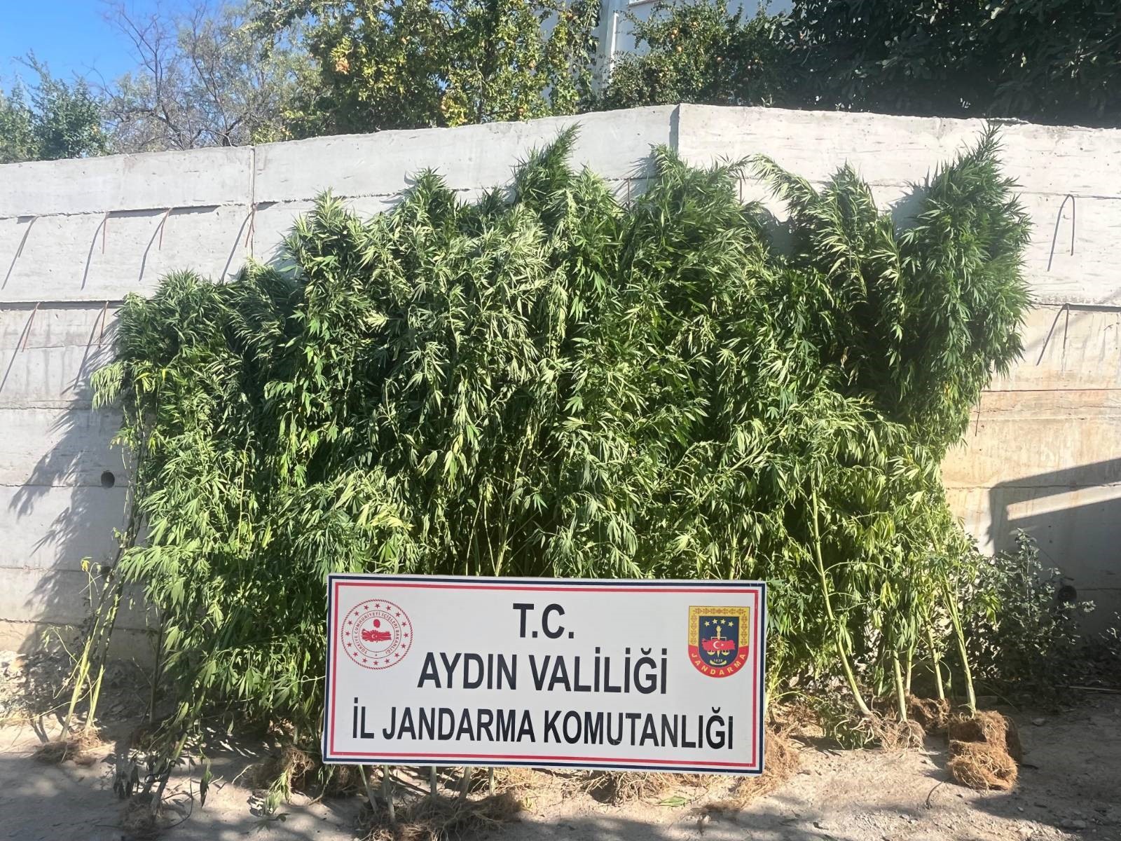 EFELER'DE İKAMETTE 250 KÖK KENEVİR ELE GEÇİRİLDİ