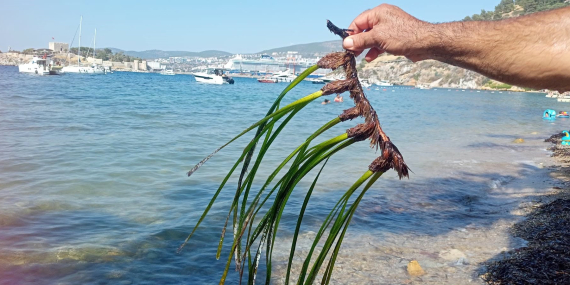 Kuşadası’nda deniz çayırları için kritik uyarı..