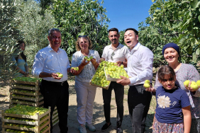 ÇİNLİ FENOMEN ÇİFT AYDIN İNCİRİNE HAYRAN KALDI DALINDAN KOPARIP TATTILAR