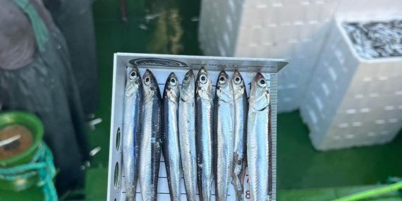 Didim’de ’Hamsi Kotası’ denetimi yapıldı..