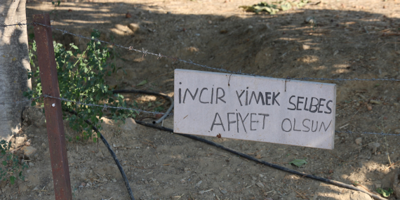 Aydın’da incir bahçesine asılan not yüzleri gülümsetti: “İncir yimek selbes”