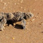 DİDİM'DE CARETTA CARETTA YUVASINDAN 82 YAVRU DENİZE ULAŞTI