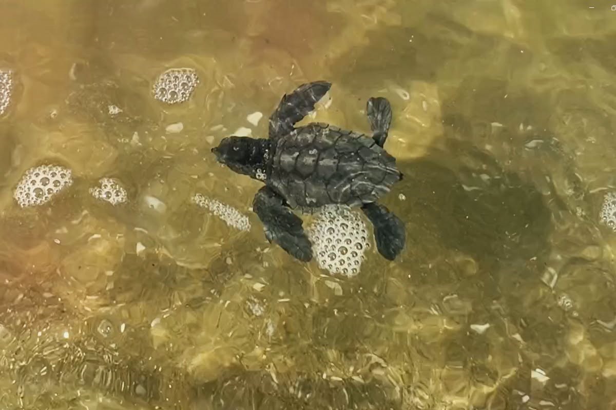 KUŞADASI'NDA SÜRPRİZ CARETTA CARETTA ÇIKIŞI