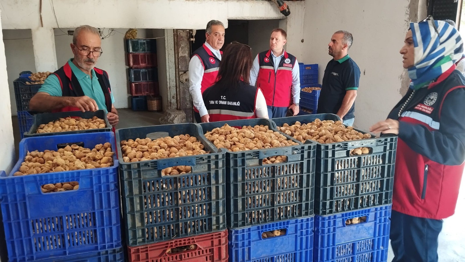 AYDIN'DA KURU İNCİR İÇİN SIKI DENETİM 17 İLÇEDE KONTROLLER SÜRÜYOR