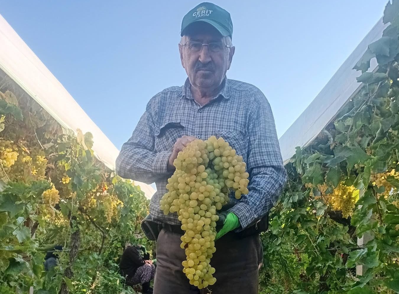 SARIGÖL'DE 5,5 KİLOLUK DEV ÜZÜM SALKIMI